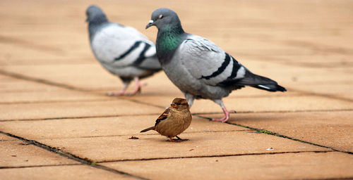 Close-up of bird perching on ground