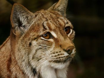 Close-up portrait of cat