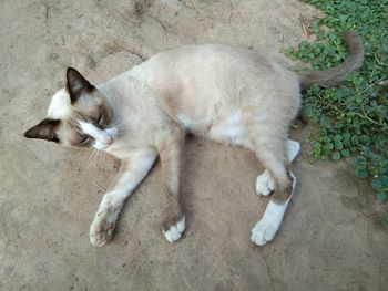 High angle view of cat sleeping