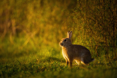 Squirrel on a field