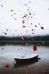 Flock of birds in lake