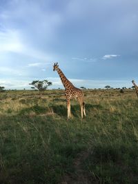 View of giraffe on grassy field against sky