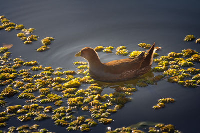 High angle view of bird in water