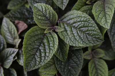 Full frame shot of leaves