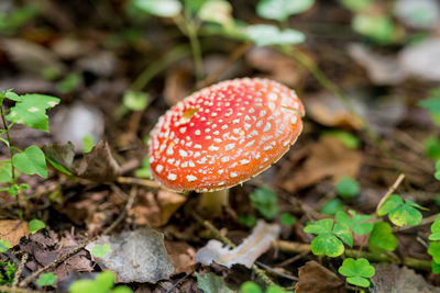 Close-up of fly agaric mushroom on field