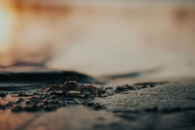 Close-up of insect on rock