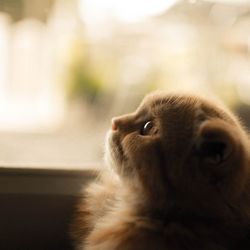 Close-up of a cat looking away