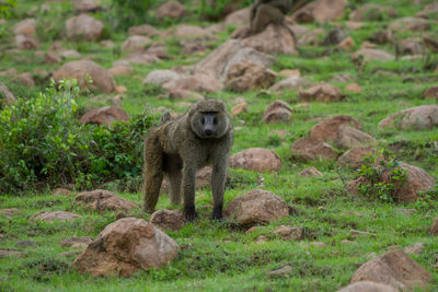 Baboons in rocky field