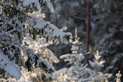 A beautiful winter landscape of forest. first snow in norther europe. 