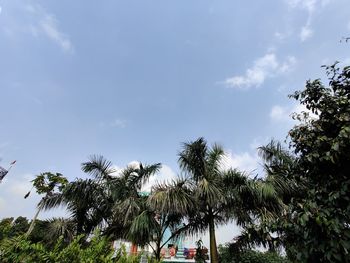 Low angle view of coconut palm trees against sky