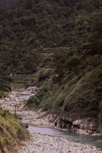 River amidst trees