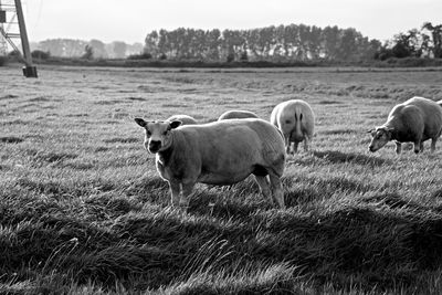 Cows on field against sky