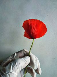 Close-up of hand holding red rose flower