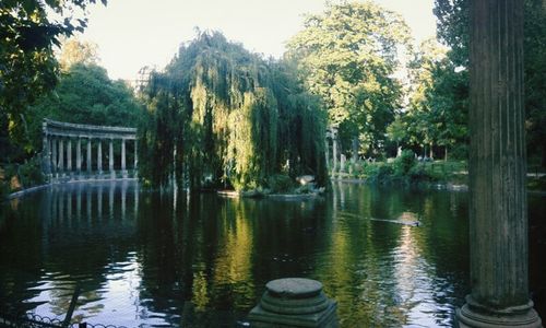 Reflection of trees in water