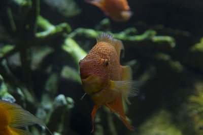 Close-up of fish swimming in sea