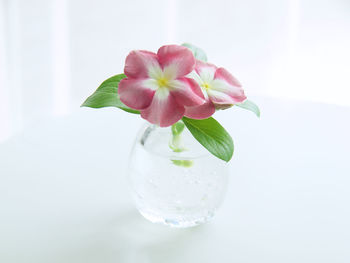 Close-up of pink rose in vase