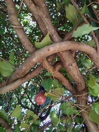 Low angle view of fruits on tree