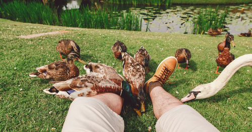 Low section of man amidst birds on grassy field