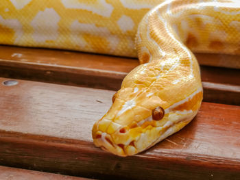 Close-up of yellow snake