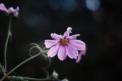 Close-up of flower blooming outdoors