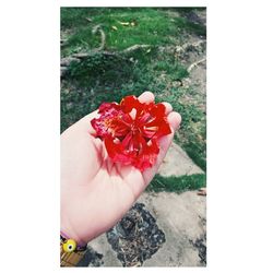 Close-up of hand holding flower