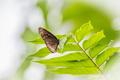 Butterfly on leaf