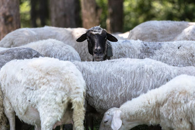 Close-up of sheep standing on grass