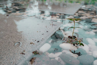 High angle view of white rose on stone