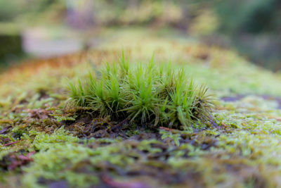 Close-up of plant growing on field