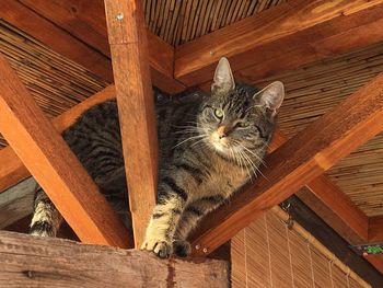 High angle view portrait of a cat