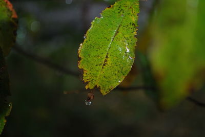 Close-up of wet plant leaves