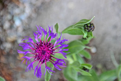 Close-up of purple flowering plant