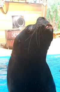 Close-up of sea lion in swimming pool