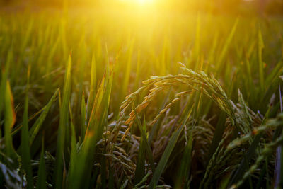 Close-up of crops growing on field against bright sun