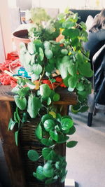 Close-up of plant