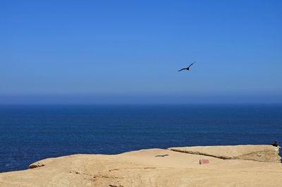 Wild bird flying and two others perching on the cliff at paracas national reserve in ica, peru