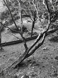 Bare tree in field