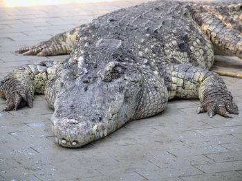 Close-up of a lizard on the wall