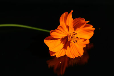 Close-up of orange flower against black background