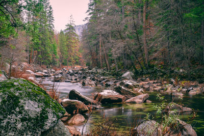 River amidst trees in forest