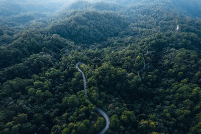 High angle view of road amidst trees