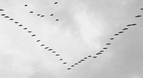 Flock of birds flying against sky