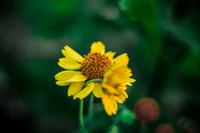 Close-up of yellow flowering plant