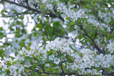 Low angle view of flowers blooming on tree