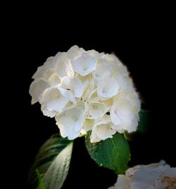 Close-up of white flowering plant against black background