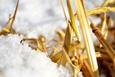 Close-up of frozen plant on snow covered field