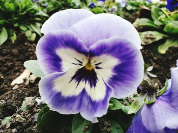 Close-up of purple flower