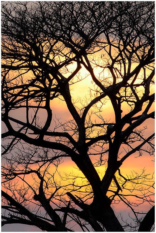 bare tree, sunset, branch, silhouette, tree, transfer print, tranquility, orange color, sky, auto post production filter, nature, beauty in nature, scenics, tranquil scene, low angle view, tree trunk, outdoors, no people, idyllic, growth