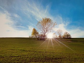 Tree on field against bright sun
