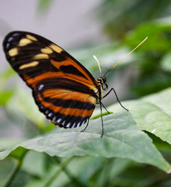 Butterfly on  a leaf